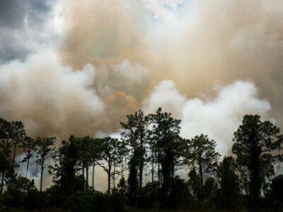 В Николаевской области из-за оккупантов сгорело почти 4 тыс. гектаров заповедников, ущерб превысил 15 млрд грн