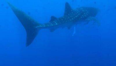 Видео: редкая китовая акула подплыла к берегу в Эйлате