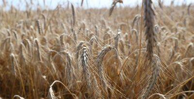 Александр Лукашенко - аграриям: не надо рвать когти ради 11 млн тонн зерна, важно еще заготовить качественные корма