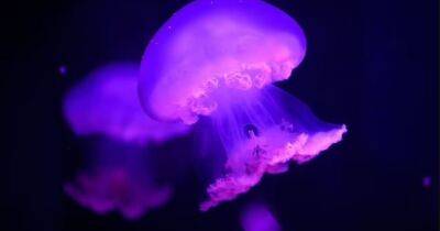 Ученые попросили не лечить укусы медуз мочой. Поможет другая теплая жидкость