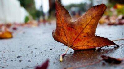 Осенняя прохлада: синоптики дали прогноз на первые выходные сентября