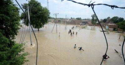 В Пакистане змеи искусали больше 100 человек во время наводнений (фото, видео)