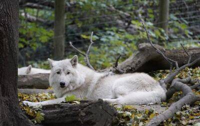 В Китае впервые клонировали арктическую волчицу