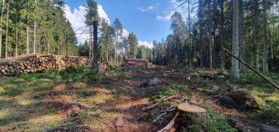 Названо країни, які втратили найбільшу кількість лісів з 2000 року