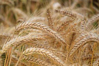 Украина предоставит странам Африки 50 тысяч тонн пшеницы бесплатно