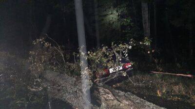 В Тверской области водитель легковушки врезался в упавшее на дорогу дерево