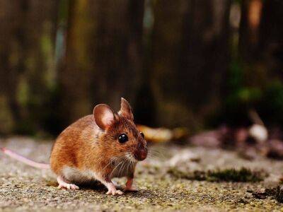Жительница Ямала нашла дохлую мышь в детском питании «ФрутоНяня» (видео)