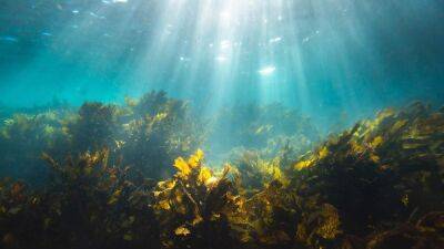 Подводные леса размером с целые страны могут спасти человечество: ученые предлагают новую идею