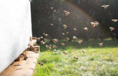 Россельхознадзор выявил нарушения при содержании пчел на пасеке