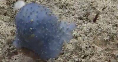 Точно не камень. Синяя слизь на дне океана загнала ученых в тупик - focus.ua - Украина - Виргинские Острова