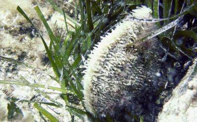 В водах Кипра исчезает редкий вид моллюсков