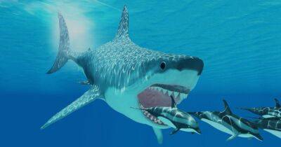 Акула-гигант или монстр-кальмар. Ужасное нечто в миг расправилось с аллигатором весом в 500 кг