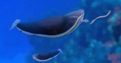 Пришельцы из океана. Ученые разгадали тайну "инопланетной рыбки", жившей 330 млн лет назад