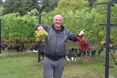 Более ста сортов винограда выращивает зельвенец Руслан Нестерук на своей даче