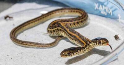 Мужчина из Небраски нашел редкую двуглавую змею (фото)
