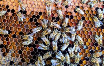 Пчелы на пасеке под Тверью оказались поражены опасной болезнью
