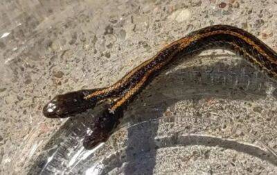 В США обнаружили редкую двуглавую змею