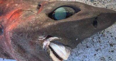 В Австралии поймали глубоководную акулу со зловещей ухмылкой и глазами на выкате (фото)