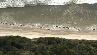 В Тасмании на берег выбросились 230 дельфинов