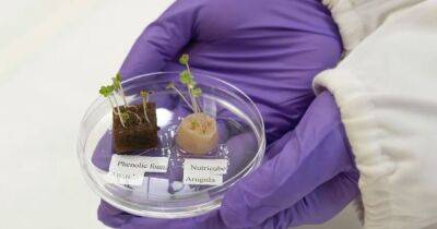 Безотходное производство. Ученые научились выращивать овощи на грунте из человеческих волос