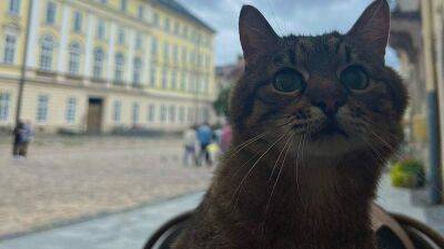 Звезда сетей кот Степан вернулся в Украину: в каком городе он остановился