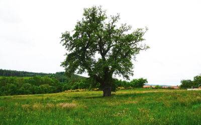 В Чехии выбрали самое красивое дерево 2022 года - vinegret.cz - Чехия - Среднечешский край