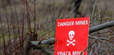 Ніяких грибів. На Київщині до лісу заборонено ходити як мінімум рік: у чому небезпека