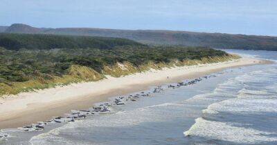 В тот же день, что и два года назад: сотни китов выбросились на берег Австралии (фото)