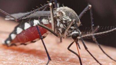 У Туреччині госпіталізують жертв укусів агресивних комарів - lenta.ua - Украина - Туреччина - state Michigan