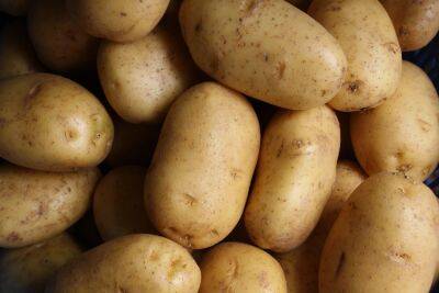 Названы стандарты семенного картофеля