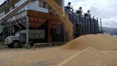 Пшеничный демпинг: зерно с Украины затопило европейский рынок