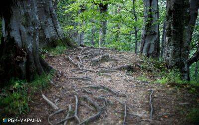 У Черкаській області дозволили відвідувати ліси, але не всі та з обмеженнями