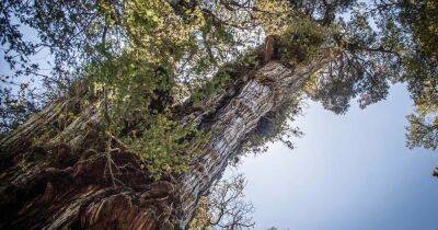 В Чили обнаружили самое старое дерево на планете — "прадедушке" 5 484 года (фото) - focus.ua - Украина - Чили - Сантьяго