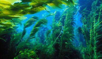 Площу підводних лісів планети та їхній вплив на клімат оцінили вчені