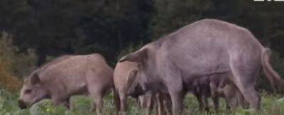 Пасутся в огородах: на Волыни – нашествие диких свиней (ФОТО)