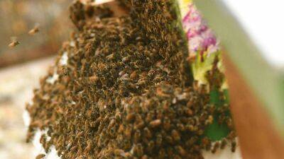 Украинское пчеловодство пытается пережить войну