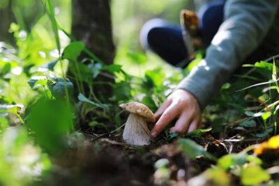 У Лисичанську дві жінки підірвалися на "розтяжці", збираючи гриби