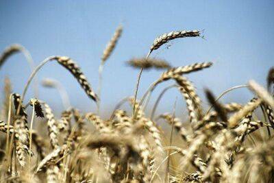 Биржевые цены на пшеницу снизились на три процента вслед за другими сырьевыми рынками