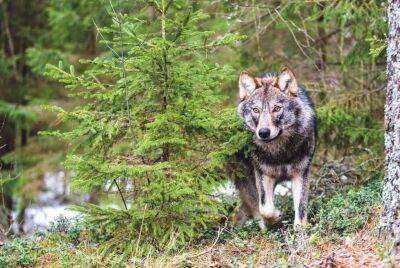 В новом охотничьем сезоне в Литве предлагают разрешить отстрел 282 волков - obzor.lt - Литва