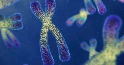 Коктейли из ДНК. Ученые обнаружили, что хромосомы жидкие