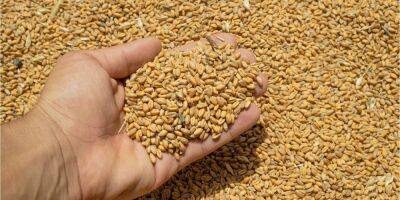 Мировые запасы зерна упали до минимума за десятилетие из-за засухи и войны в Украине — Reuters