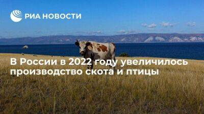 Минсельхоз: в России в 2022 году увеличилось производство скота и птицы
