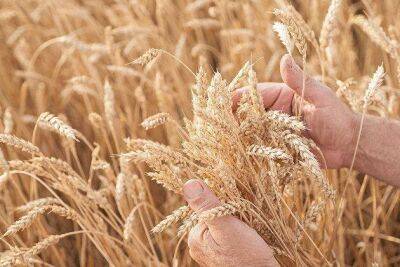Национальная товарная биржа: закупки зерна в госфонд России составили 24,03 тысячи тонн во вторник