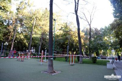 В ташкентском парке "Голубые купола" спилят высохшие деревья