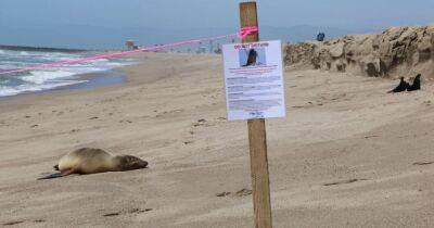 Токсичный океан. В Калифорнии сотни морских львов вынуждены выбрасываться на берег, чтобы выжить