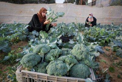 В год «шмиты» импорт овощей из Газы вырос в 14 раз