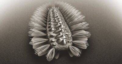 Ученые нашли червя, который является предком нескольких современных животных (фото)