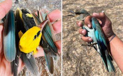На озере Сорос – незаконный отстрел редких птиц
