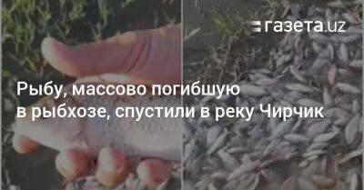 Рыбу, массово погибшую в рыбхозе, спустили в реку Чирчик