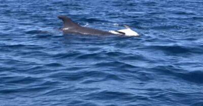 Редкое проявление скорби: дельфин нес мертвого детеныша на спине (видео)